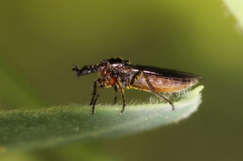 Réf. 180 353 : Dilophus antipedalis